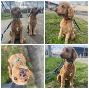 Floos and Waffle, Goldendoodle, from Zurich, Switzerland to Melbourne, Australia on Thai Airways
