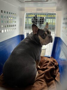 Kobus, French Bulldog, from Zurich, Switzerland to Cape Town, South Africa on Lufthansa with BOAS