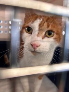 Livingstone, DSH, from Cape Town, South Africa to Zurich, Switzerland