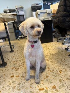 Luna, Goldendoodle, from Waunakee, WI, USA to Mexico City, Mexico