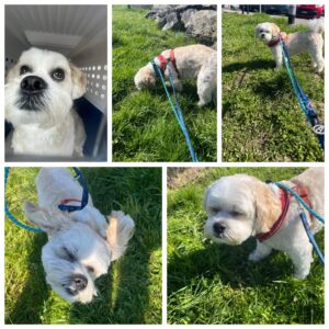 Milo, from Dublin, Ireland to Basel, Switzerland