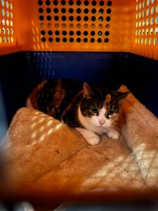 Mouche, Domestic Shorthair, from Boston, USA to Laupen, Switzerland