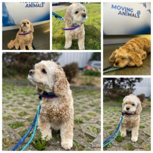 Rose, American Cocker Spaniel, from Divonne-les-Bains, France to Cape Town, South Africa