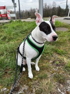 Roxy, American Pit Bull Mix, from Lucerne, Switzerland to Mililani, Hawaii, USA