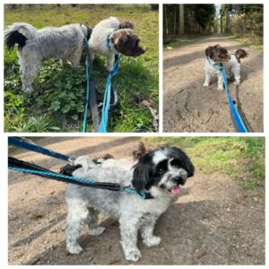 Sam and Abe, Maltese Mix and Havanese, from Zurich, Switzerland to Chicago, USA