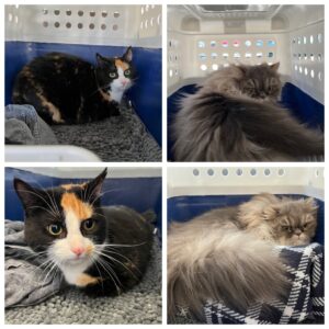 Seth, Persian and Nami, Domestic Shorthair, from Zurich, Switzerland to Phuket, Thailand on Swiss Airlines