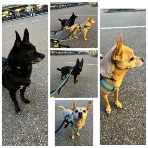 Stella and Lucy, both Chihuahua Mix, from Zurich, Switzerland to New York, USA on Swiss WorldCargo