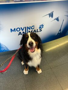 Zeus, Bernese Mountain Dog, from Schwarzenberg, Switzerland to Grand Cayman Island on British Airways Cargo