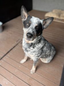 Alpha, Australia Cattle Dog, from Mexico City, Mexico to Ottawa, Canada