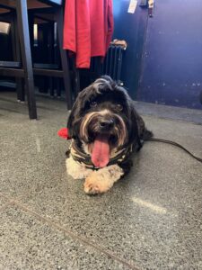 Arlo, Havanese, from Walchwil, Switzerland to East Perth, WA, Australia