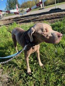 Dexter, Labrador, from Dubai, UAE to Meggen, Switzerland