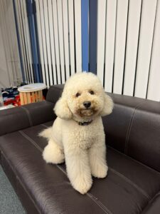 Dubai, Poodle, from Zurich, Switzerland to Miami, Florida, USA