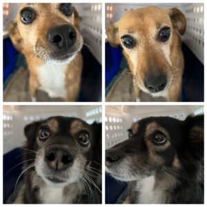 Evie & Holly, Mixed Breeds, from Zurich, Switzerland to Singapore on British Airways BA