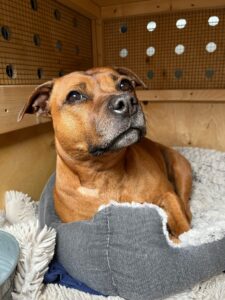 Frankie, Staffordshire Bull Terrier, from Vevey, Switzerland to Johannesburg, South Africa