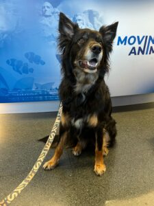 Rumi, Australian Kelpie Mix, from Zurich, Switzerland to Christchurch, New Zealand